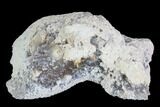 Agatized Fossil Coral Geode - Florida #97915-2